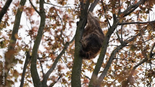 Raccoon sitting, Fall foliage, Raccoon tree. Raccoon is perched on branch surrounded by vibrant fall foliage.