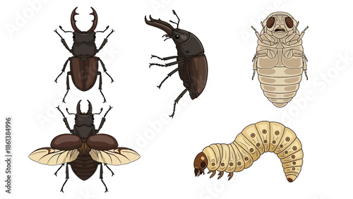 Illustration showcasing the life cycle stages of a stag beetle with detailed drawings