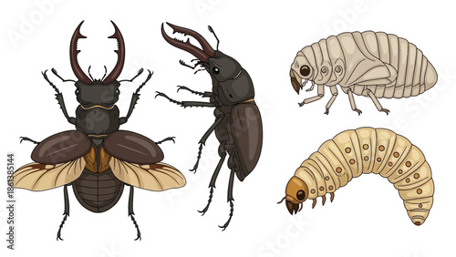 Stages of Stag Beetle Development: Larva, Pupa, and Adult Vector Illustration
