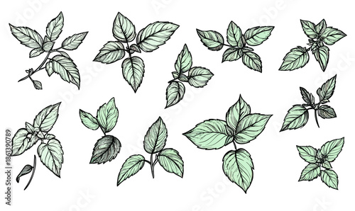 Hand drawn botanical mint leaves and branches collection with detailed line art and soft green shading isolated on white background natural herbal plant illustrations set