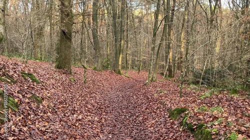 A wide shot panoramic view of a very dense, dimly lit pine or spruce forest, dominated by numerous tall, straight tree trunks. The scene conveys wilderness, depth, and ecology.