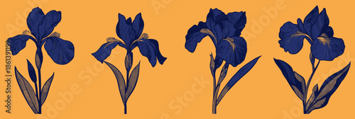 Set of four detailed blue iris flower vector illustrations with intricate linework on orange background in minimalist flat style botanical design