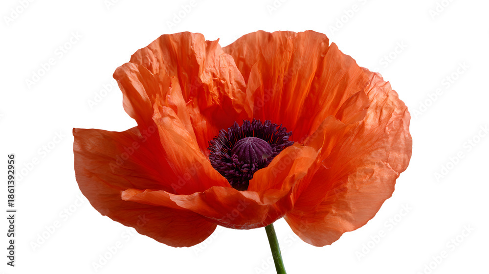 Obraz premium Vibrant orange poppy in full bloom isolated on white background