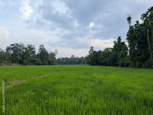 Lush Green Paddy Field with Tropical Trees Under Cloudy Sky