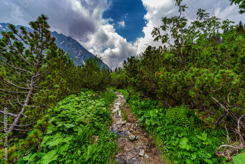 A rocky tourist path winds through vibrant green ferns and pine forests in the High Tatras National Park. In the background, majestic mountain ridges rise under powerful cumulus clouds. View from the 