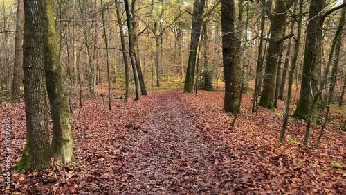 A wide shot panoramic view of a very dense, dimly lit pine or spruce forest, dominated by numerous tall, straight tree trunks. The scene conveys wilderness, depth, and ecology.