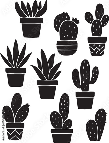 Collection of cactus and succulent plants in pots