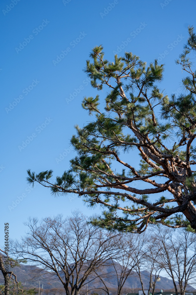 Obraz premium tree and sky