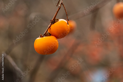 The persimmons are ripe.