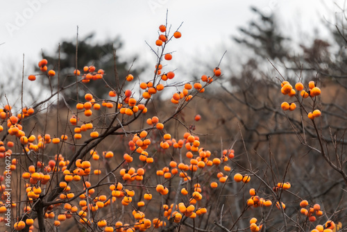The persimmons are ripe.