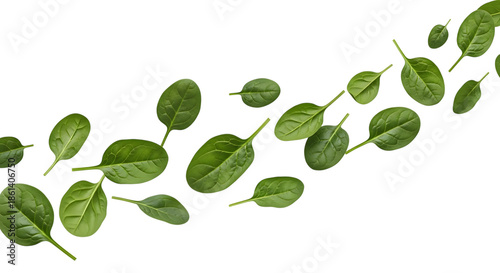 Eucalyptus leaves isolated on transparent background
