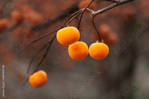 The persimmons are ripe.