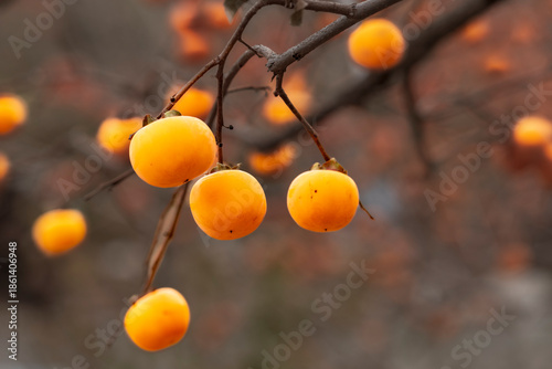 orange fruit on tree