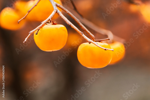 The persimmons are ripe.