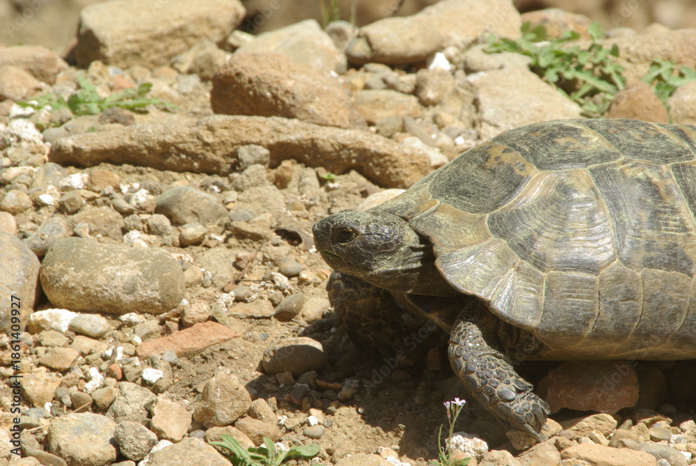 Obraz premium Wild Maurian tortoise (Testudo graeca) in dry rocky Mediterranean landscape, illustrating natural habitat and biodiversity.
