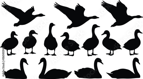 Black waterfowl silhouettes set featuring ducks geese and swans in flying standing and swimming positions for nature and wildlife vector design