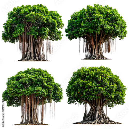 Four isolated images of mature, green-crowned trees with hanging aerial roots and textured trunks