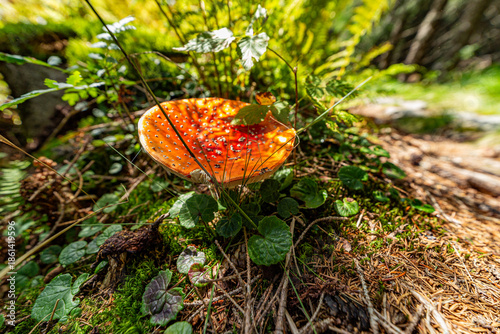 A vibrant red fly agaric mushroom with white spots growing on a mossy forest floor. Captured in the High Tatras National Park, Slovakia, with a soft sunlit background and green foliage.