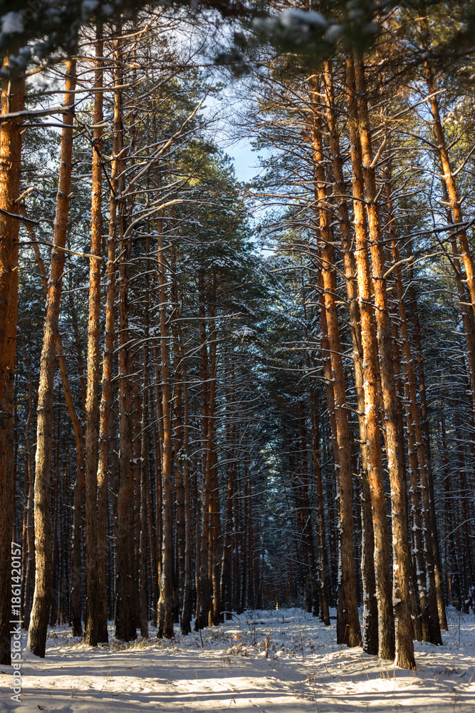 Fototapeta premium Winter Forest Nature Covered in Snow