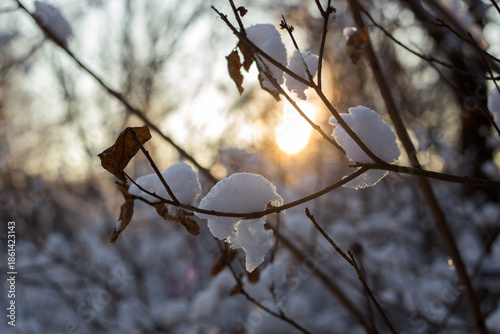 winter forest in the snow