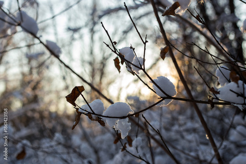 winter forest in the snow