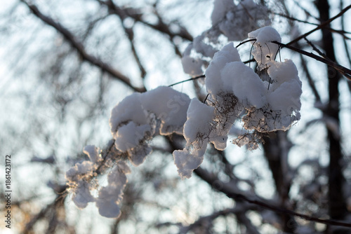 winter forest in the snow