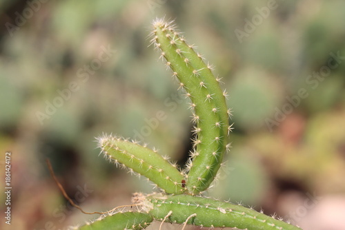 Selenicereus grandiflorus sukulent