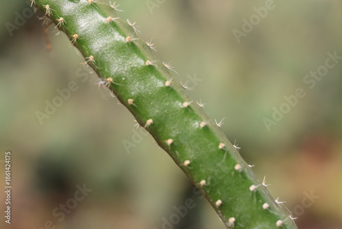 Selenicereus grandiflorus sukulent