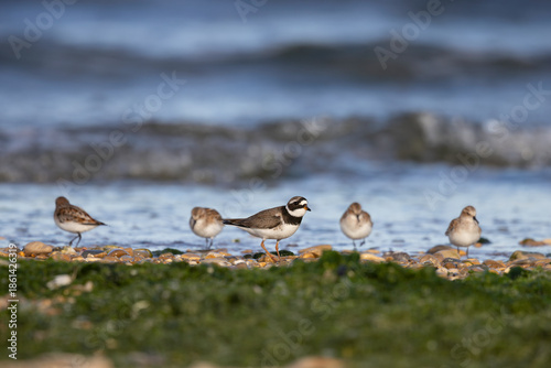 Common Ringed Plover (Charadrius hiaticula) with Little Stints (Calidris minuta) in the background on a pebble beach