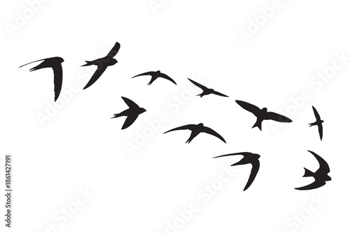 Swift bird flock aerial silhouette forming dynamic flight pattern on white background