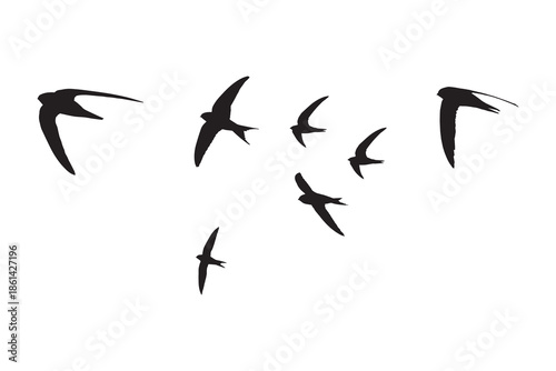 Flock of Swift Birds Silhouettes Flying in Sky