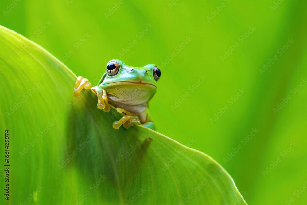 Obraz premium Green frog peeking over a vibrant leaf nature amphibian