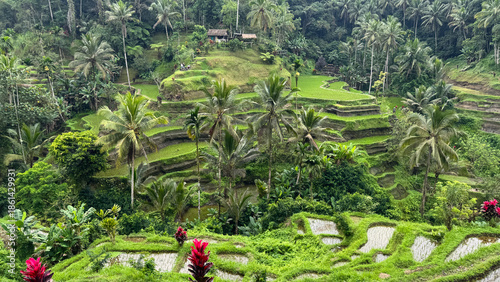 Beautiful landscape of rice terrace in the rural village in Bali, Indonesia