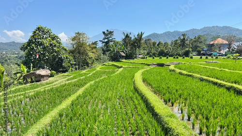Beautiful landscape of rice terrace in the rural village in Bali, Indonesia