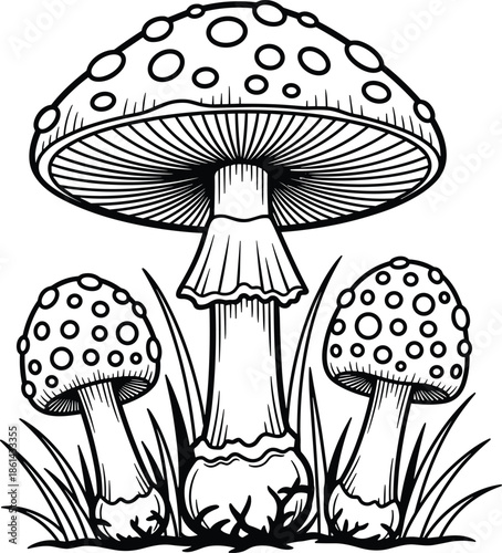 Fly Agaric Mushrooms Line Art Illustration Vector, Poisonous Toadstool Drawing, Forest Fungi Outline Black and White Vintage Sketch