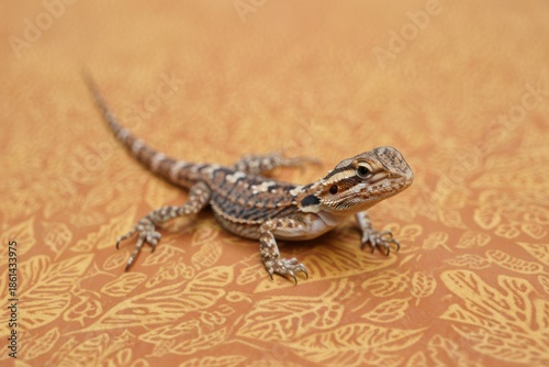 Small reptile with patterned skin on textured surface lizard animal