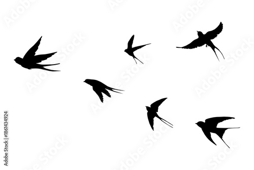 Fotografie Flying Swallow Bird Flock Silhouette Isolated Transparent PNG