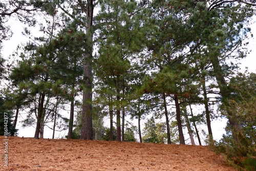 Pine trees and bed of brown needles in forest