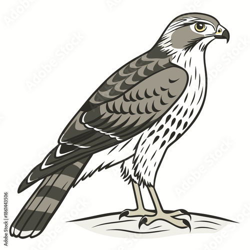 Elegant Peahen Bird Illustration Isolated on White Background