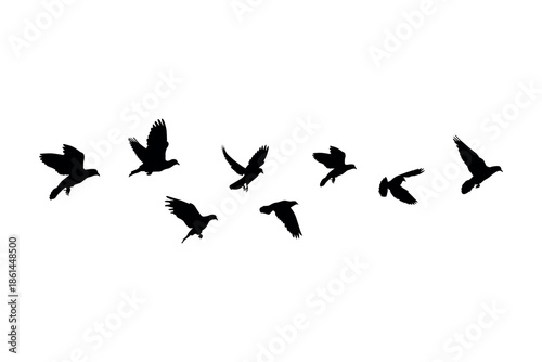 Soaring Urban Pigeon Flock in Minimal Black Silhouette