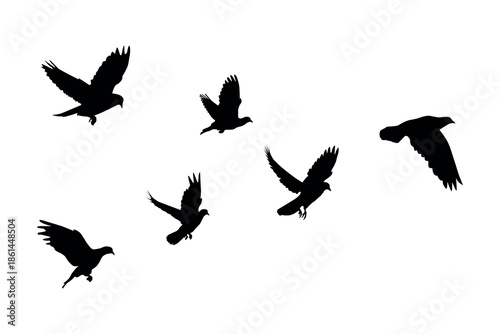 Pigeon Flock Silhouette Isolated on White Background