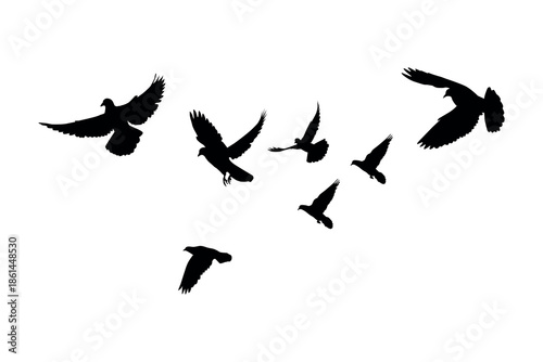 Flying Pigeon Flock Silhouette Isolated on White Background