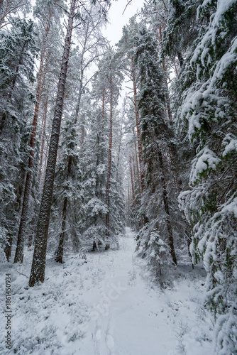 Snowy winter forest with tall pine trees covered in fresh snow, narrow footpath leading into the distance under overcast sky, serene cold landscape, untouched nature, peaceful seasonal scenery