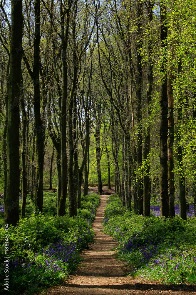 Obraz premium path in the woods