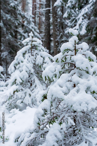 Snow covered young fir trees in a quiet winter forest, branches heavily coated with fresh white snow, tranquil woodland scenery with soft natural light and blurred background of tall pine trunks.