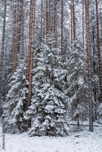 Snow covered evergreen trees and tall pines in a quiet winter forest, branches heavy with fresh white snow, natural woodland landscape in cold frosty weather, tranquil outdoor scenery with soft light