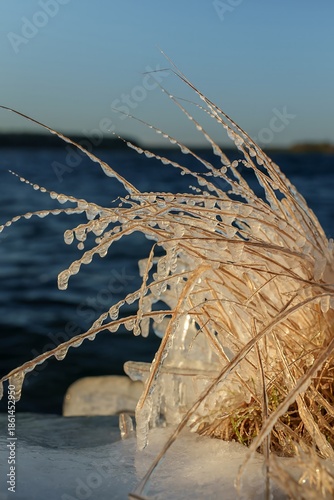 Frozen coastal grass covered with clear icicles at sunset, closeup winter nature detail by the water with blue sky and soft golden light highlighting the fragile ice formations and dried vegetation.