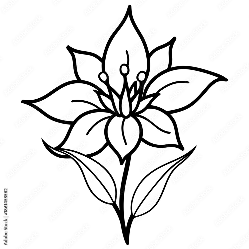 Obraz premium brodiaea bulb line art on white background