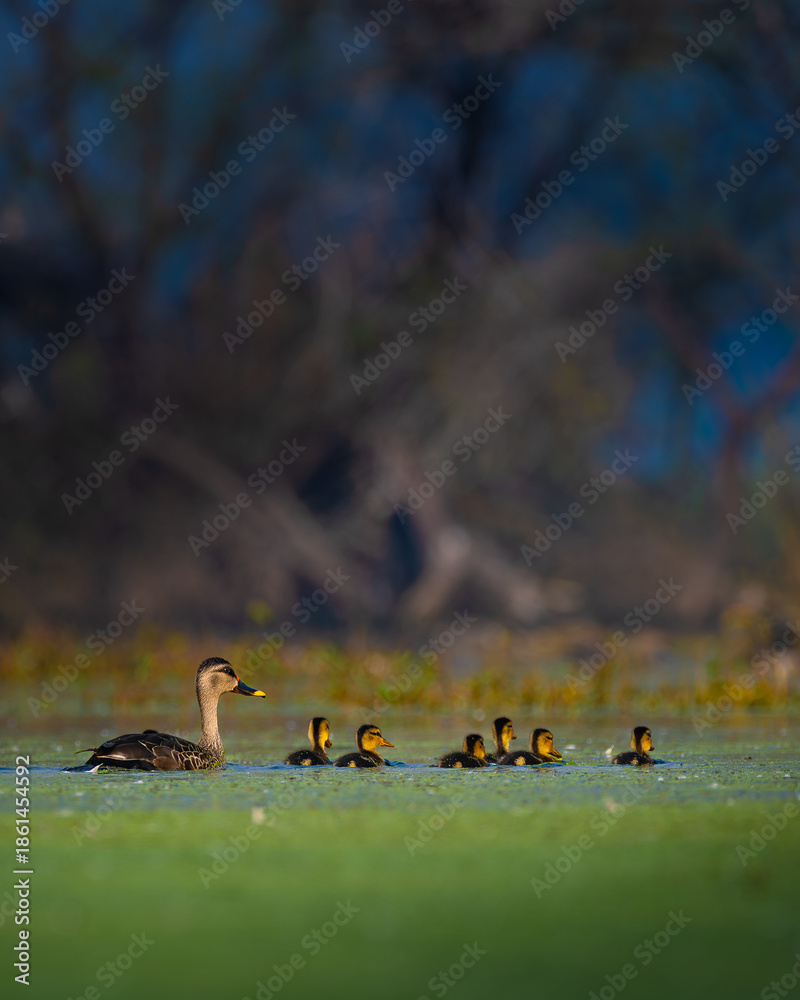 Φωτογραφία A mother duck leads her ducklings across calm wetland waters at Keoladeo Ghana Bird Sanctuary, Bharatpur