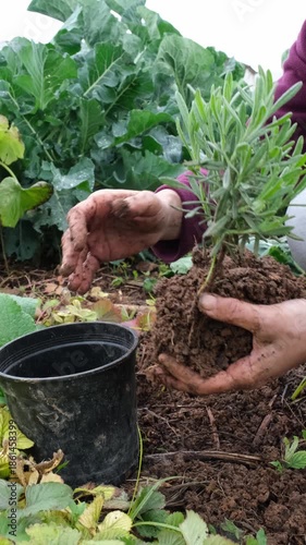 Gardener's hands carefully placing a lavender sapling into a pot. Sustainable gardening and agriculture concept for growing herbs at home